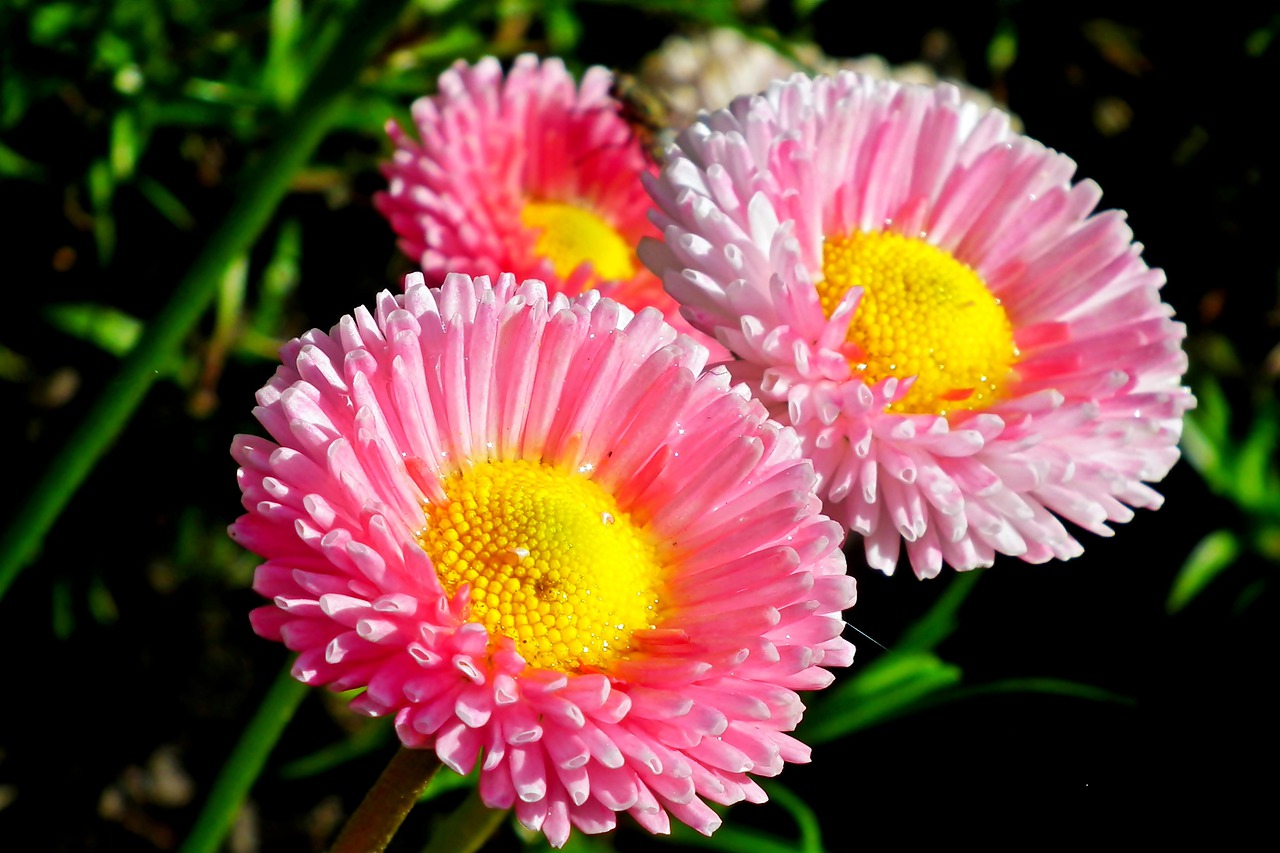 daisies  flowers  spring free photo