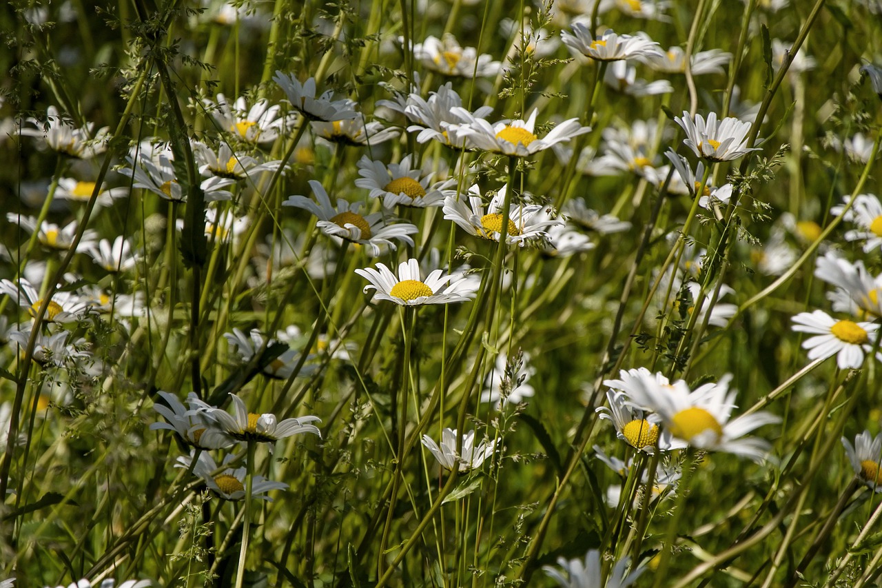 daisies  meadow  nature free photo