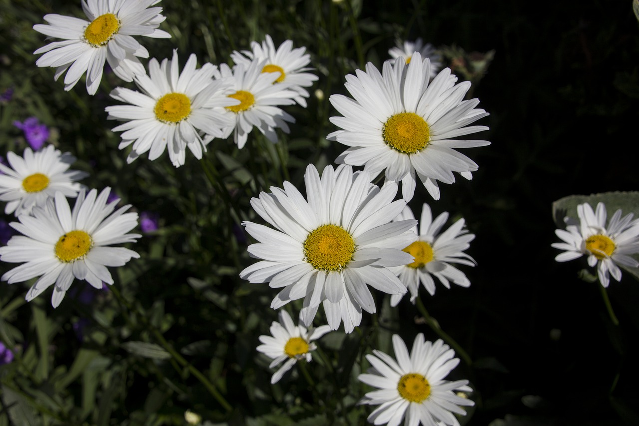 daisies  flower  blossom free photo