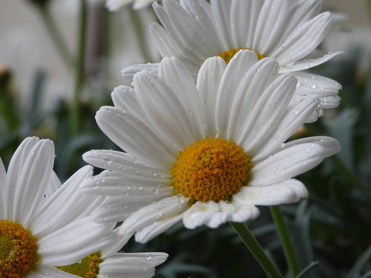 daisies  flowers  margaretki free photo