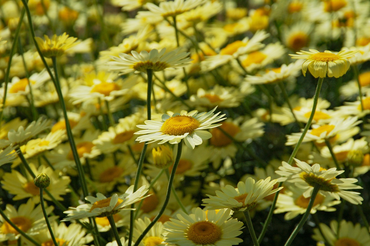 daisies  margriet  yellow free photo