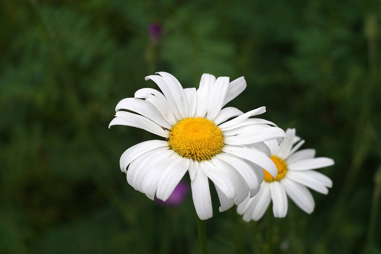 daisies  summer meadow  flowers free photo