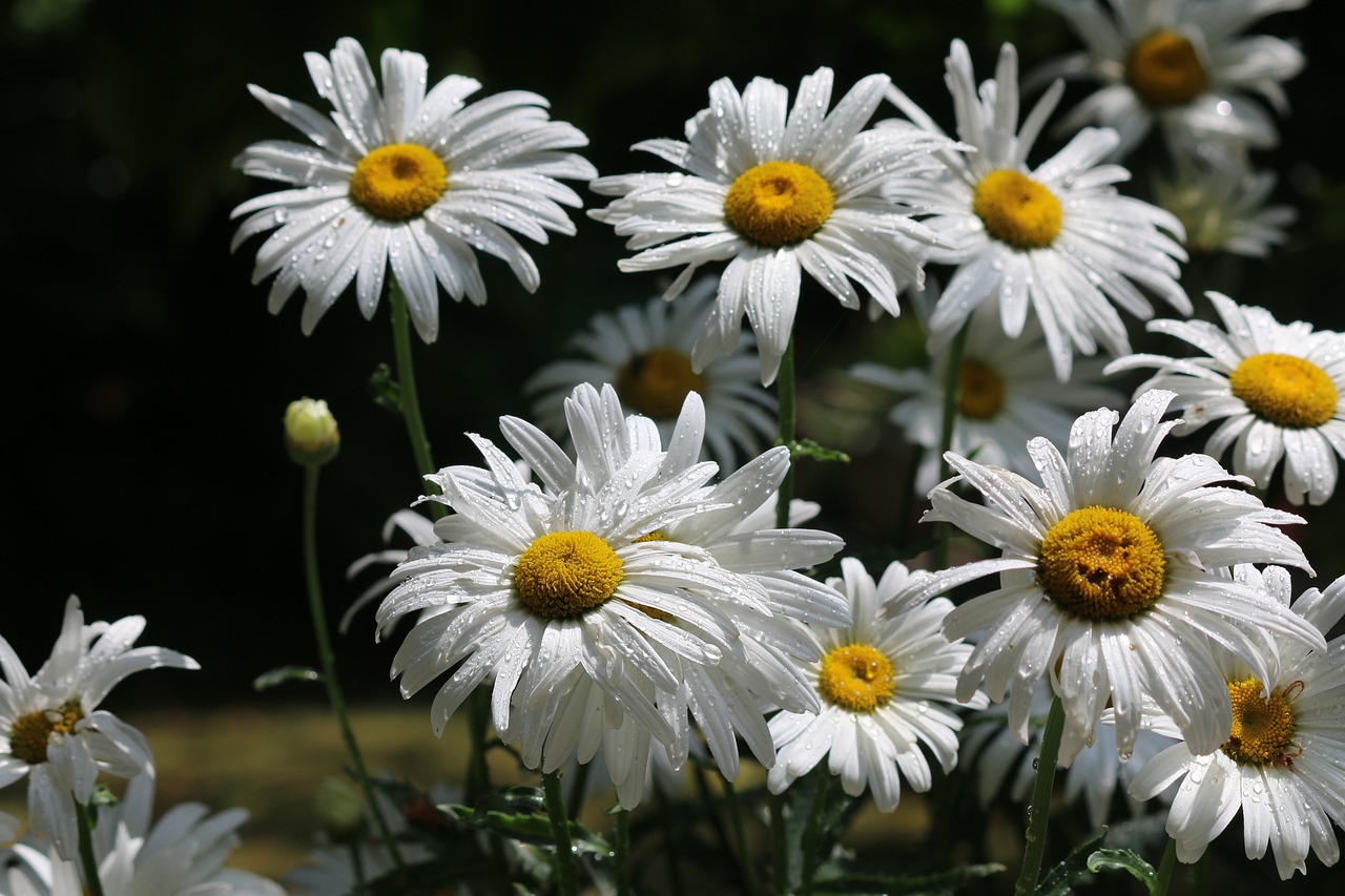 daisies  flowers  summer free photo