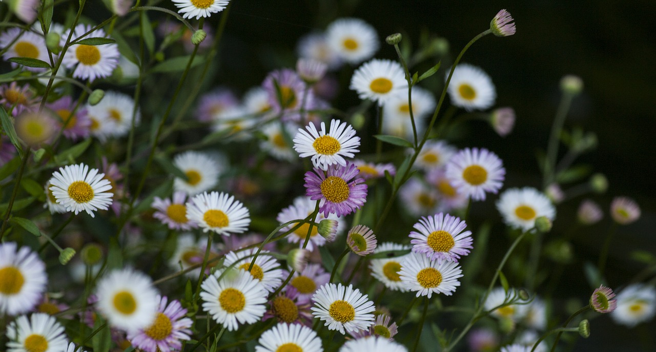 daisies flowers flora free photo