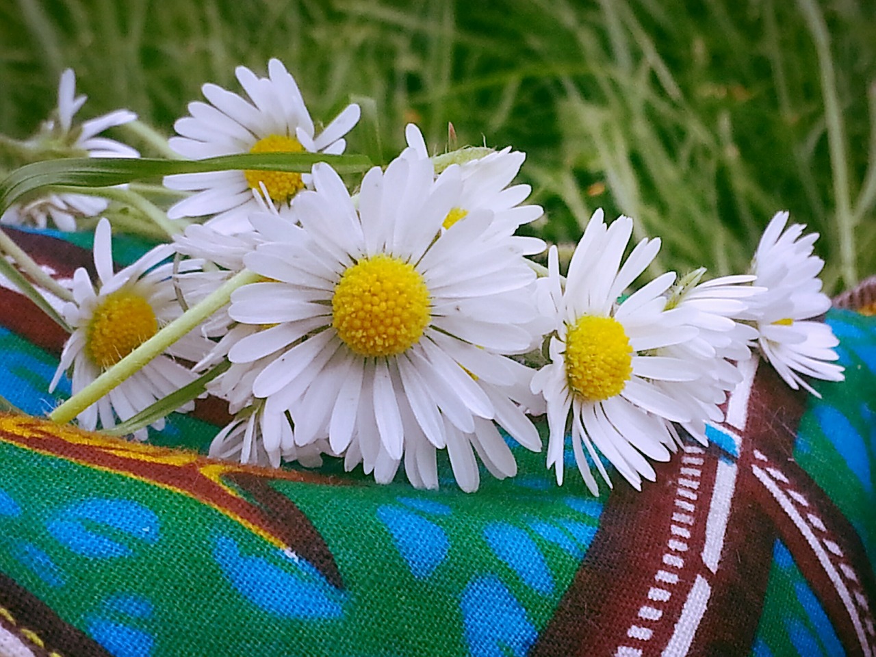 daisies flowers nature free photo