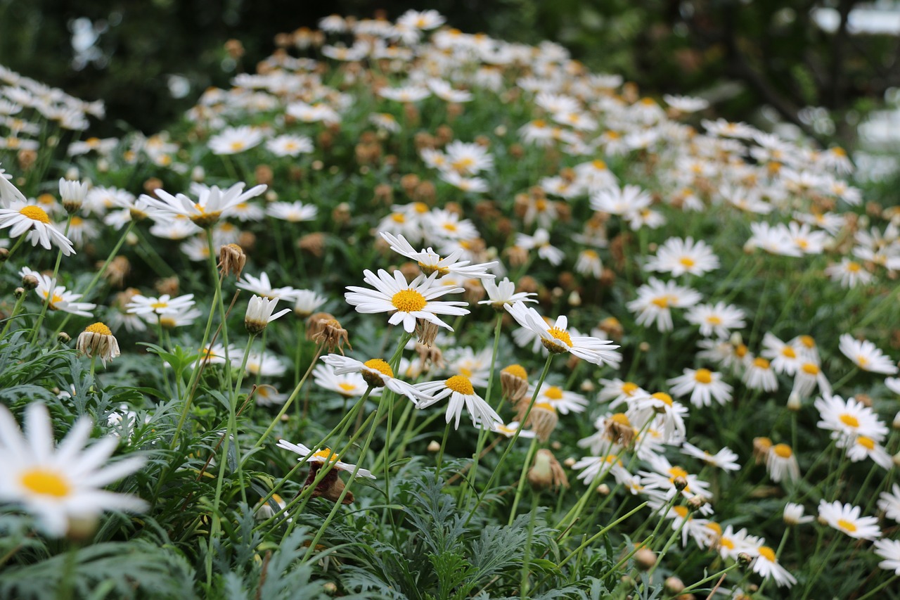 daisies flower nature free photo