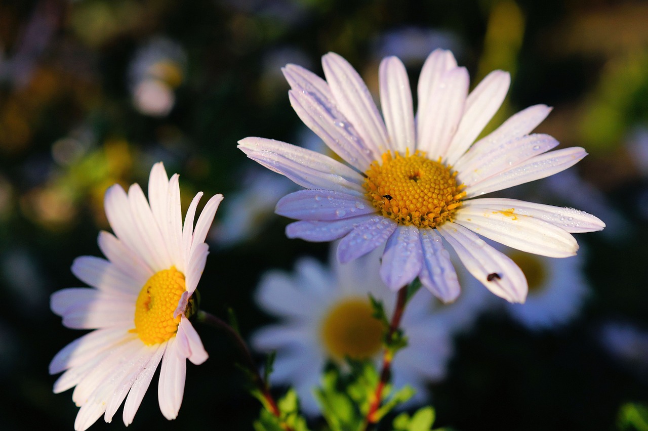 daisies flowers white free photo