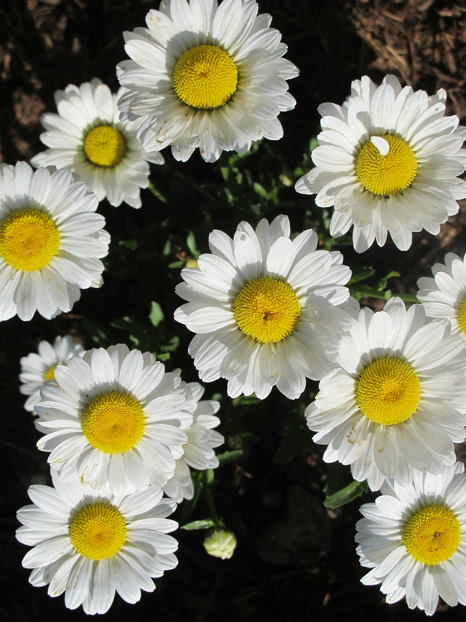 daisies flowers yellow free photo