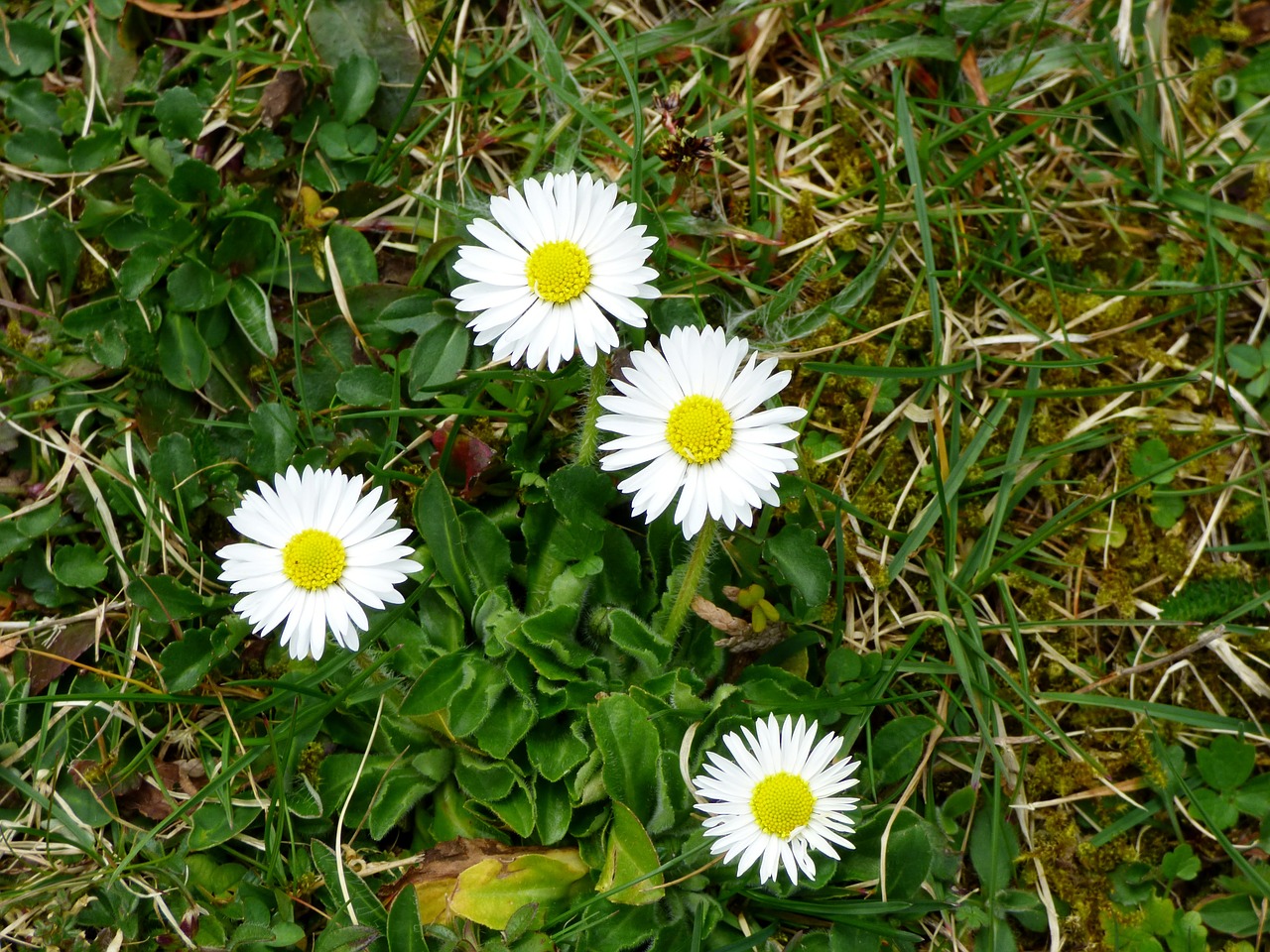 daisies flowers white free photo