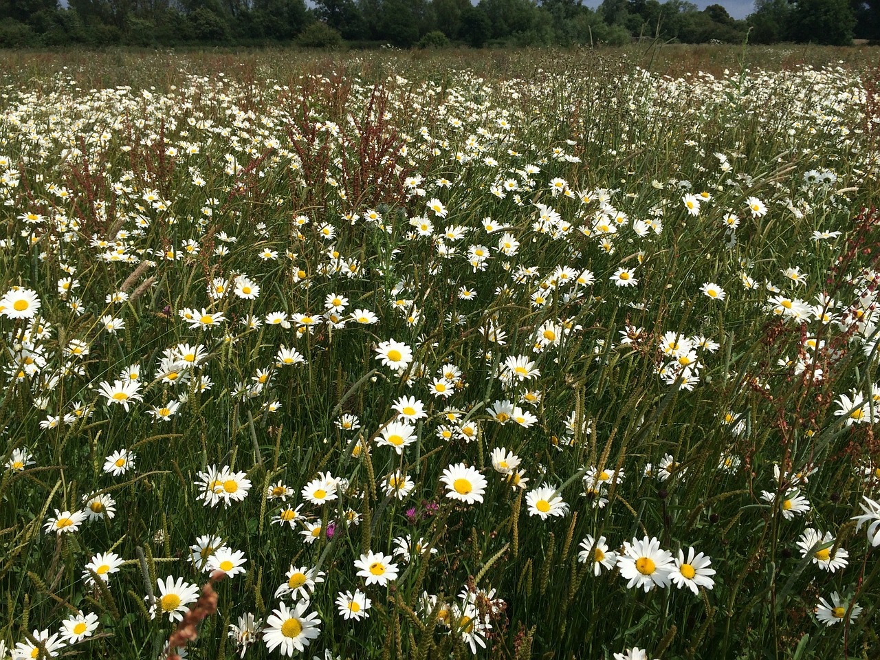 daisies field flowers free photo