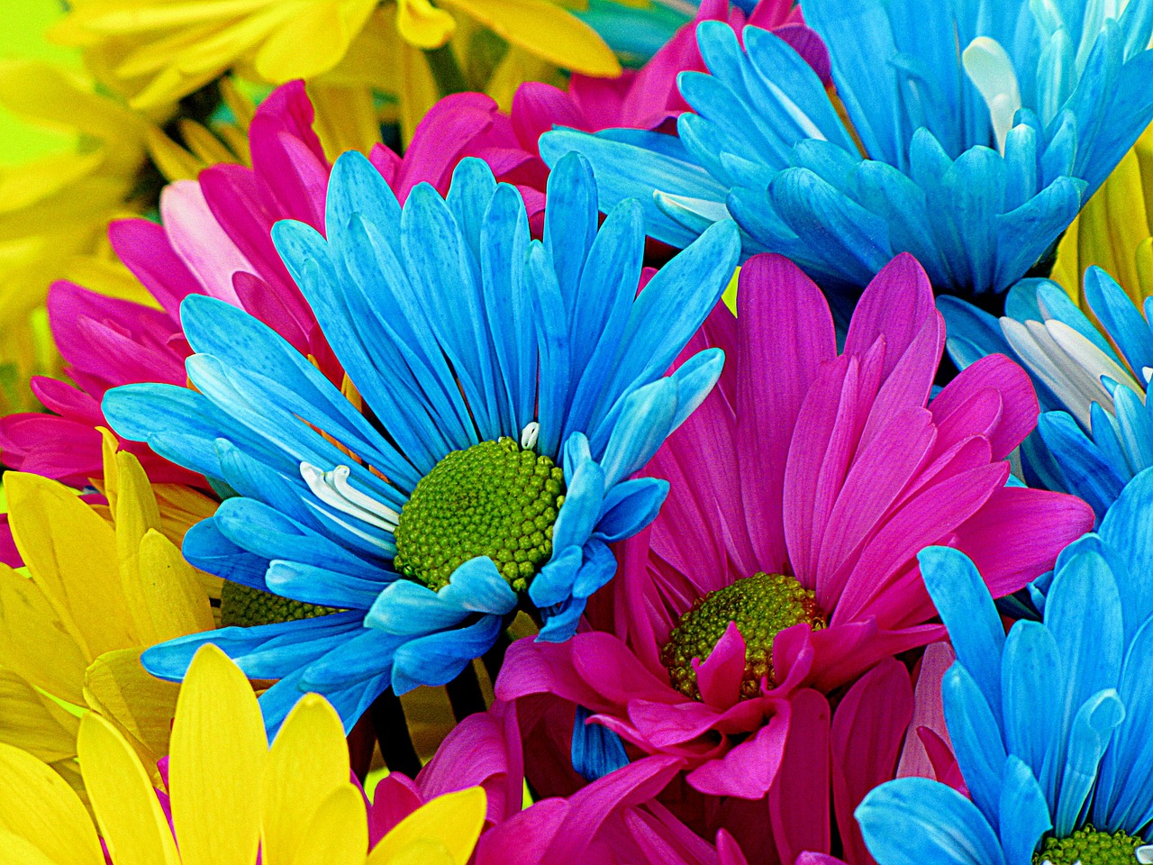 daisies daisy flowers free photo