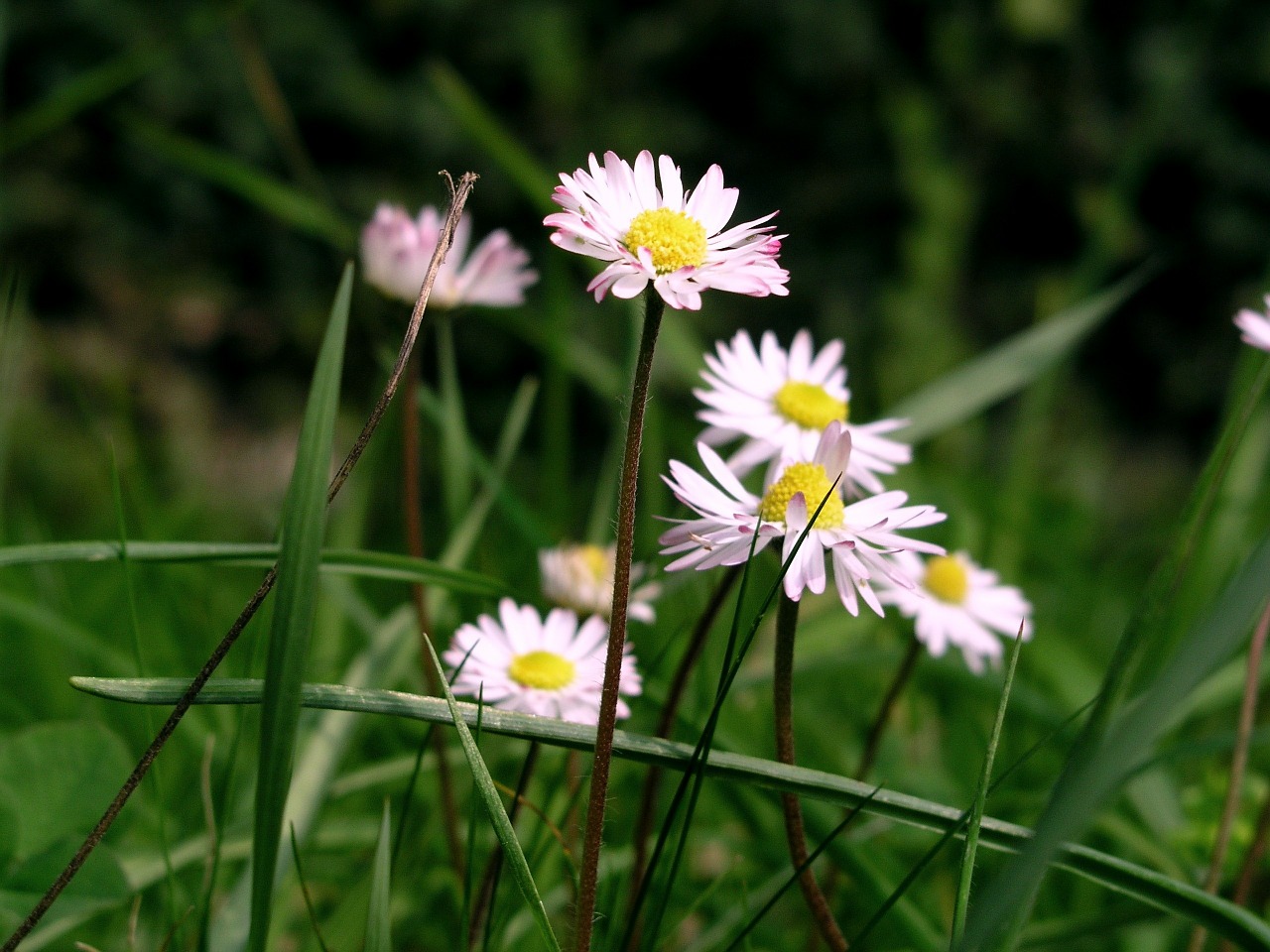 daisies summer flower free photo