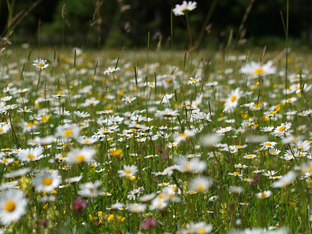 daisies flower meadow flowers free photo