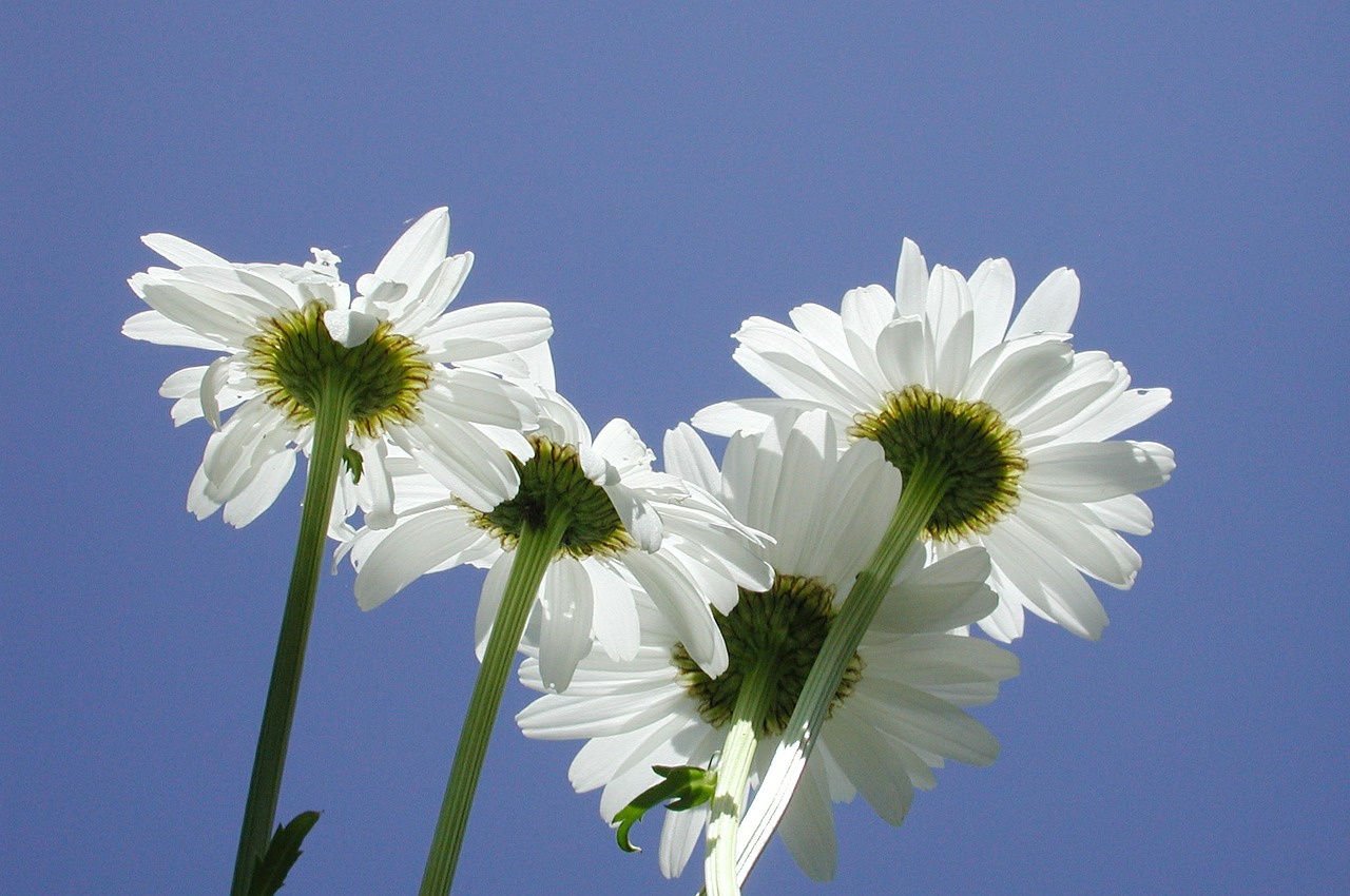 daisies flowers plant free photo