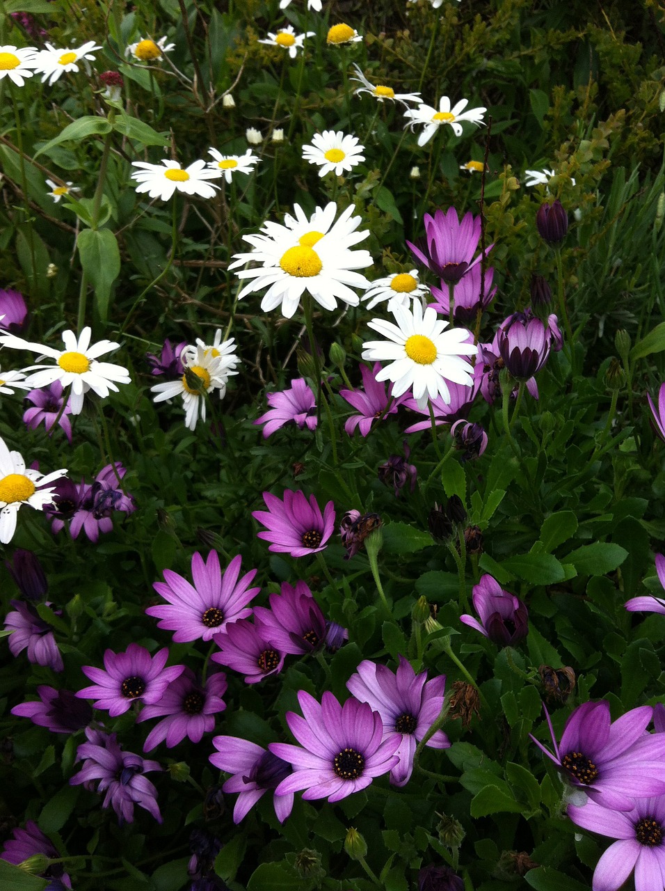 daisies purple flowers lilac flowers free photo