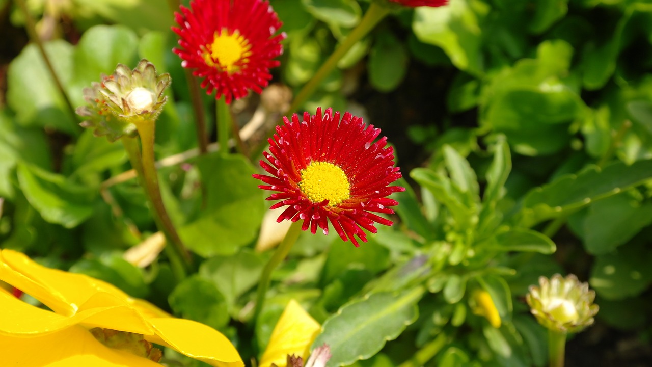 daisies red flower free photo