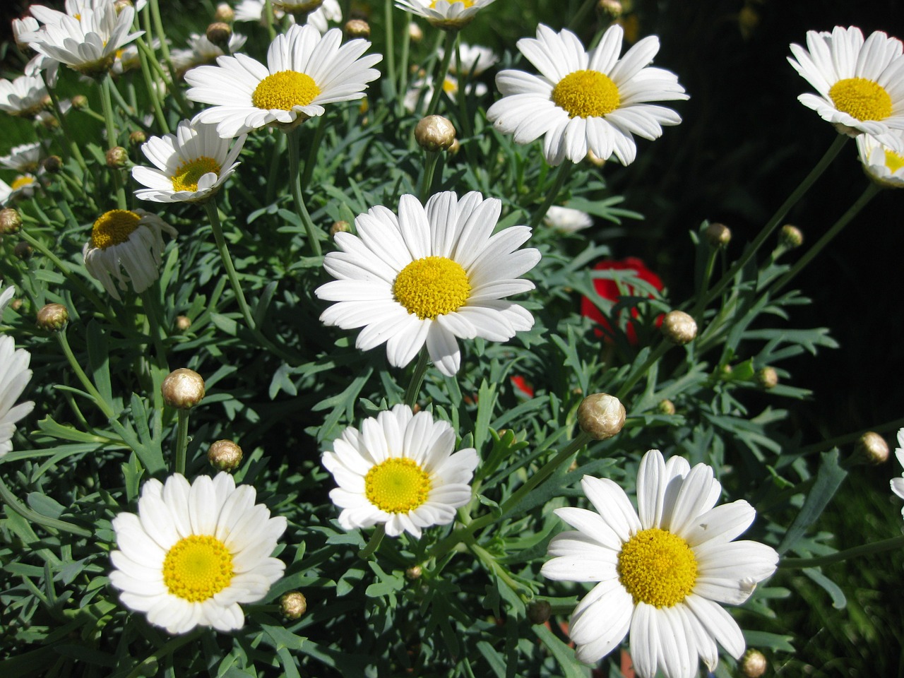 daisies flowers meadow free photo