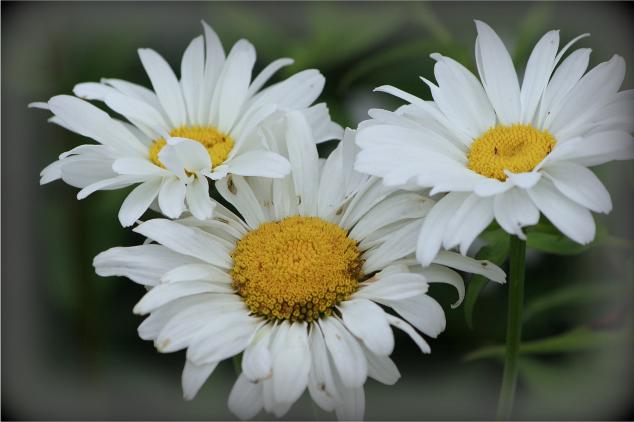 daisies flowers white free photo