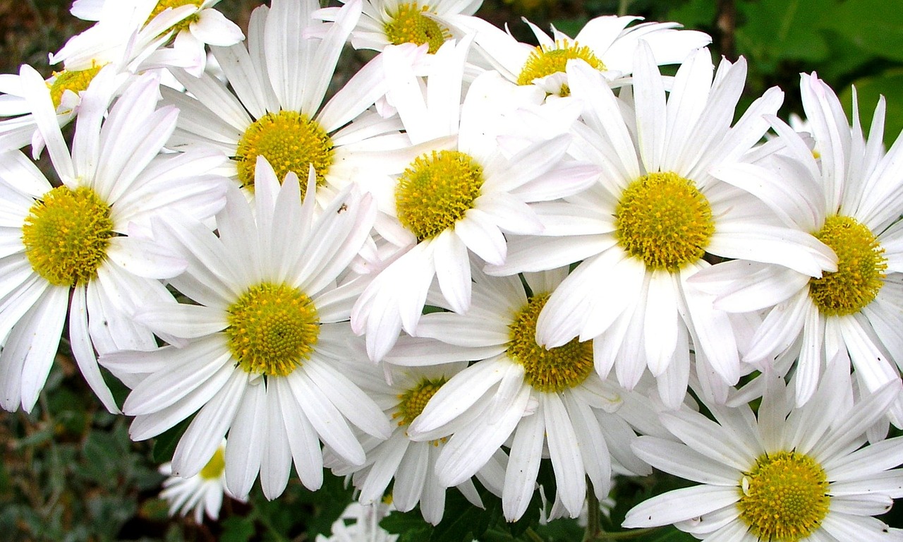 daisies flowers floral free photo