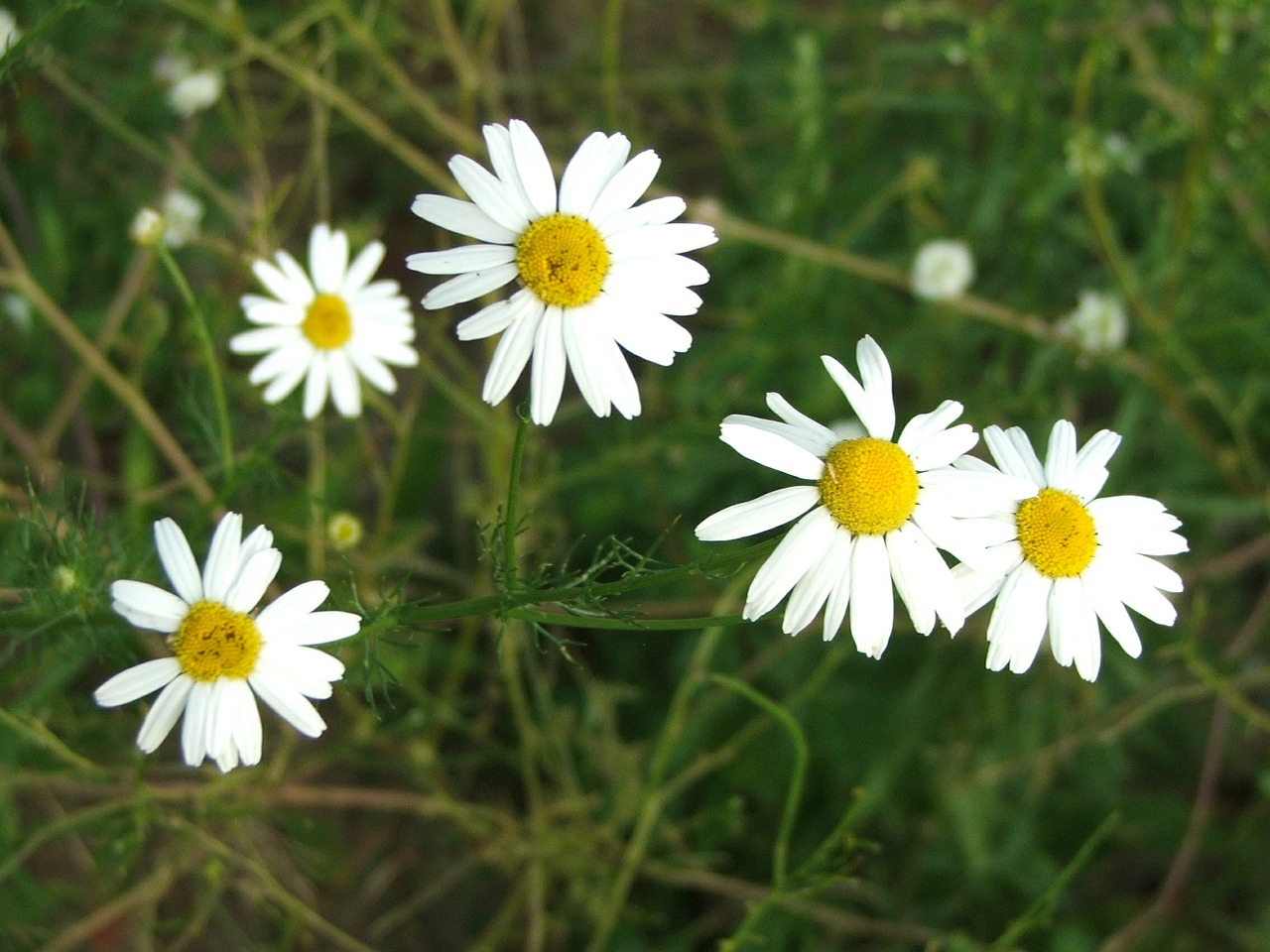 daisies flowers meadow free photo