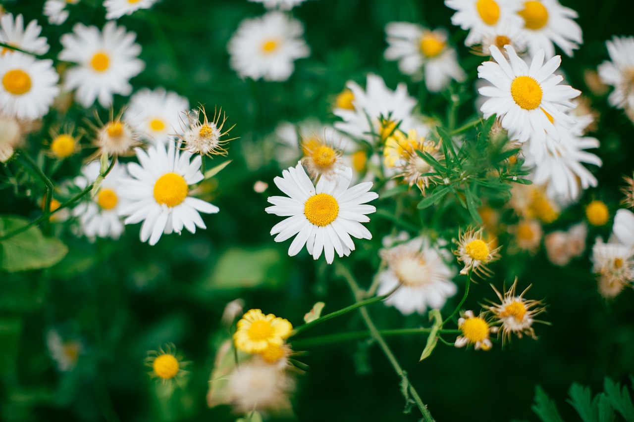 daisies daisy flowers free photo