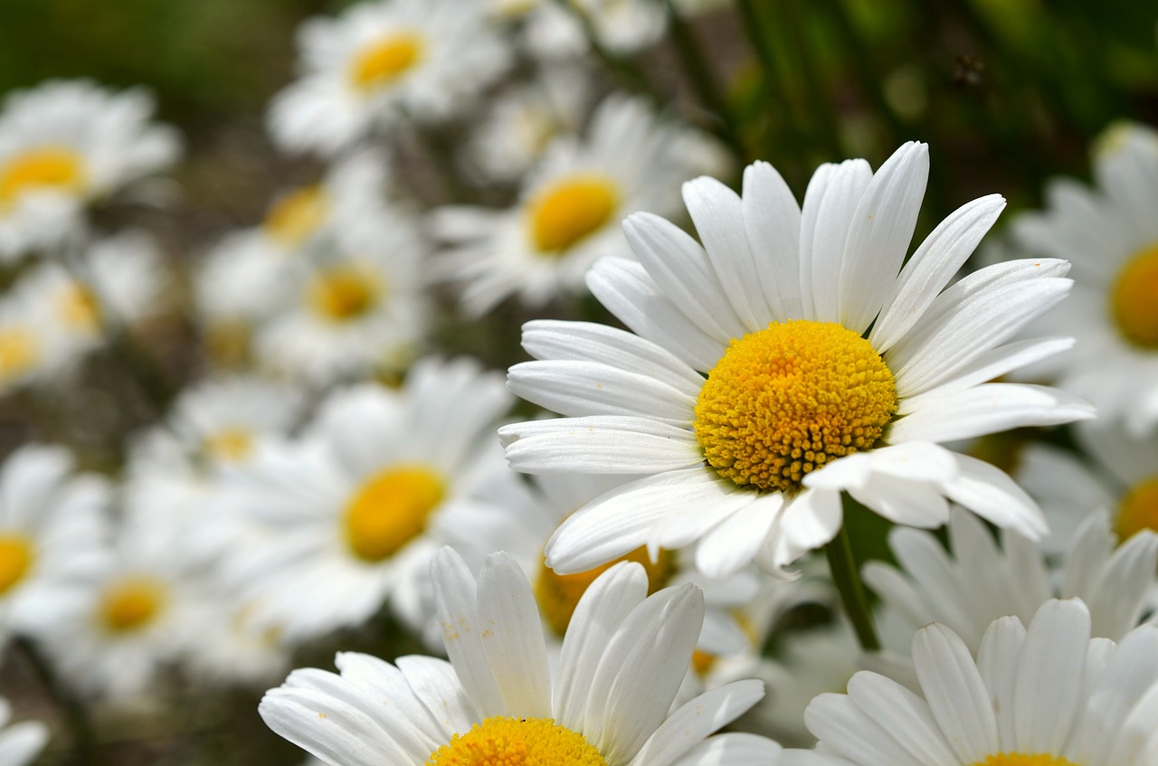 daisies flowers leucanthemum free photo