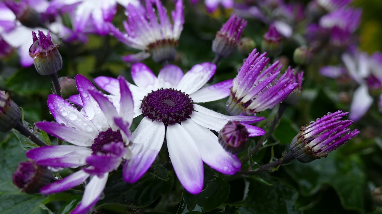 daisies flower blossom free photo