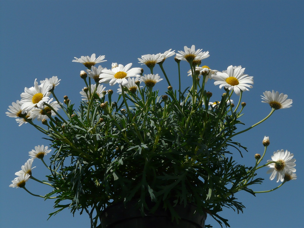 daisies leucanthemum flower free photo