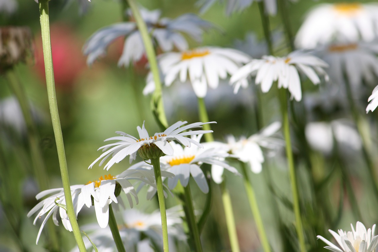 daisies spring summer free photo