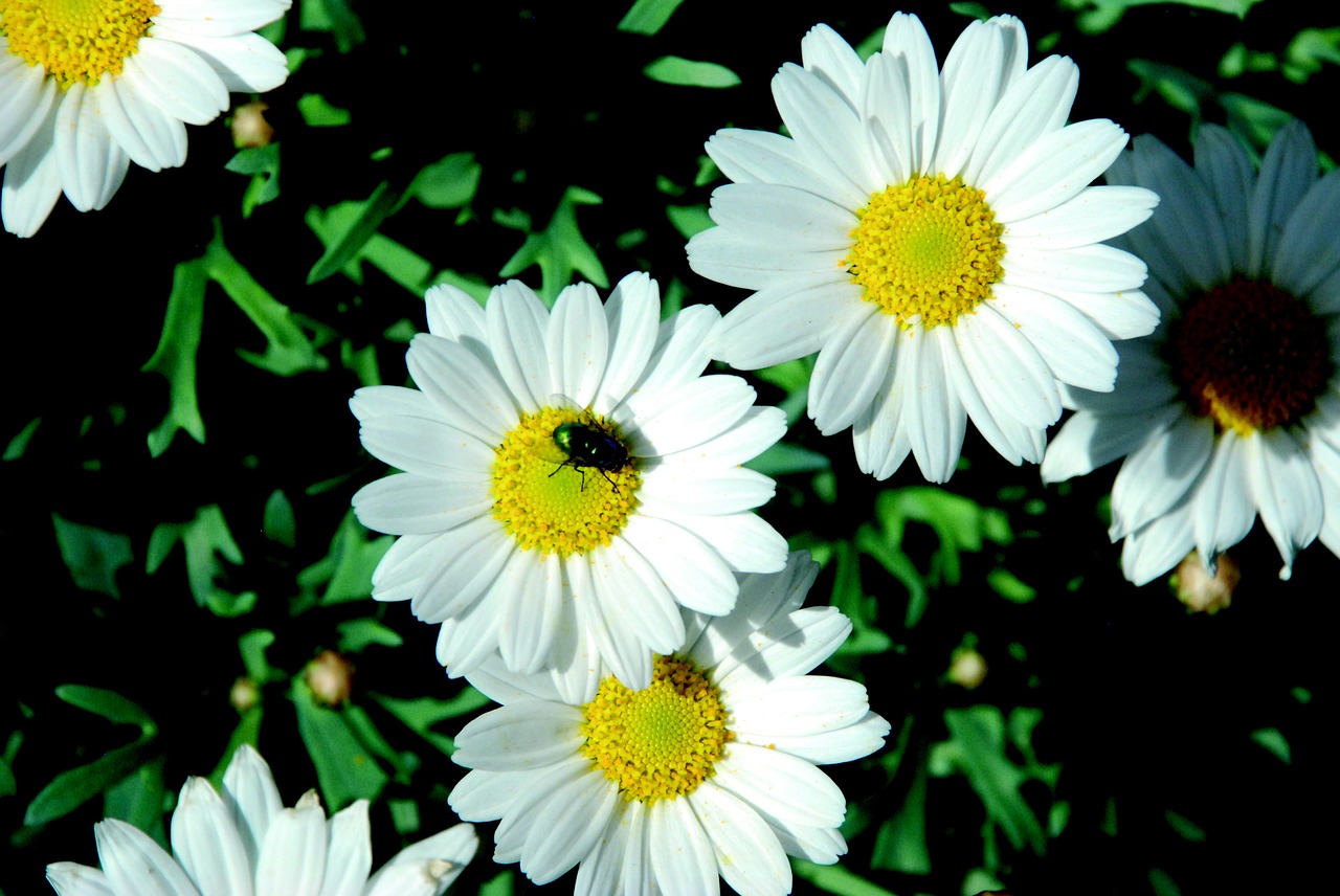 daisies white nature free photo