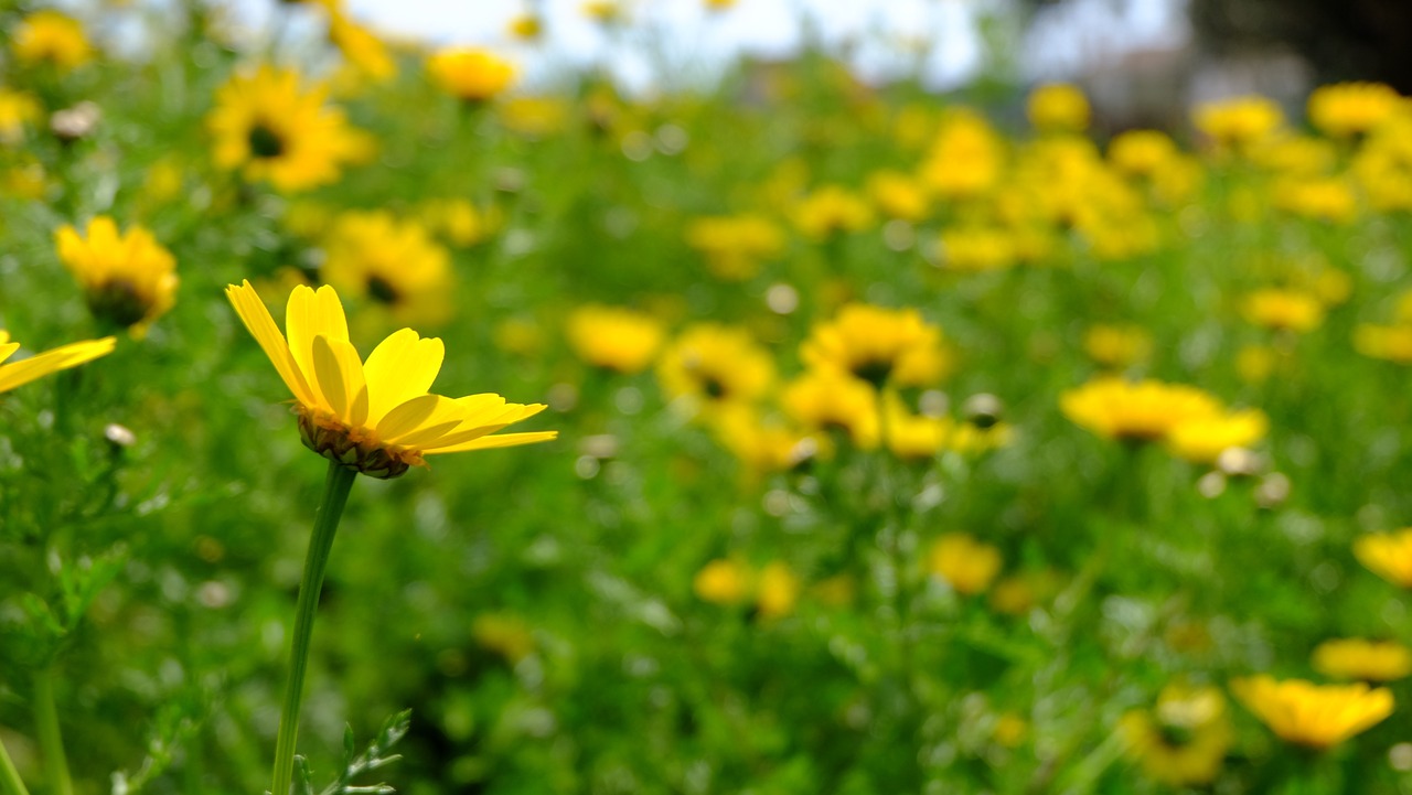 daisies spring flowers yellow flowers free photo