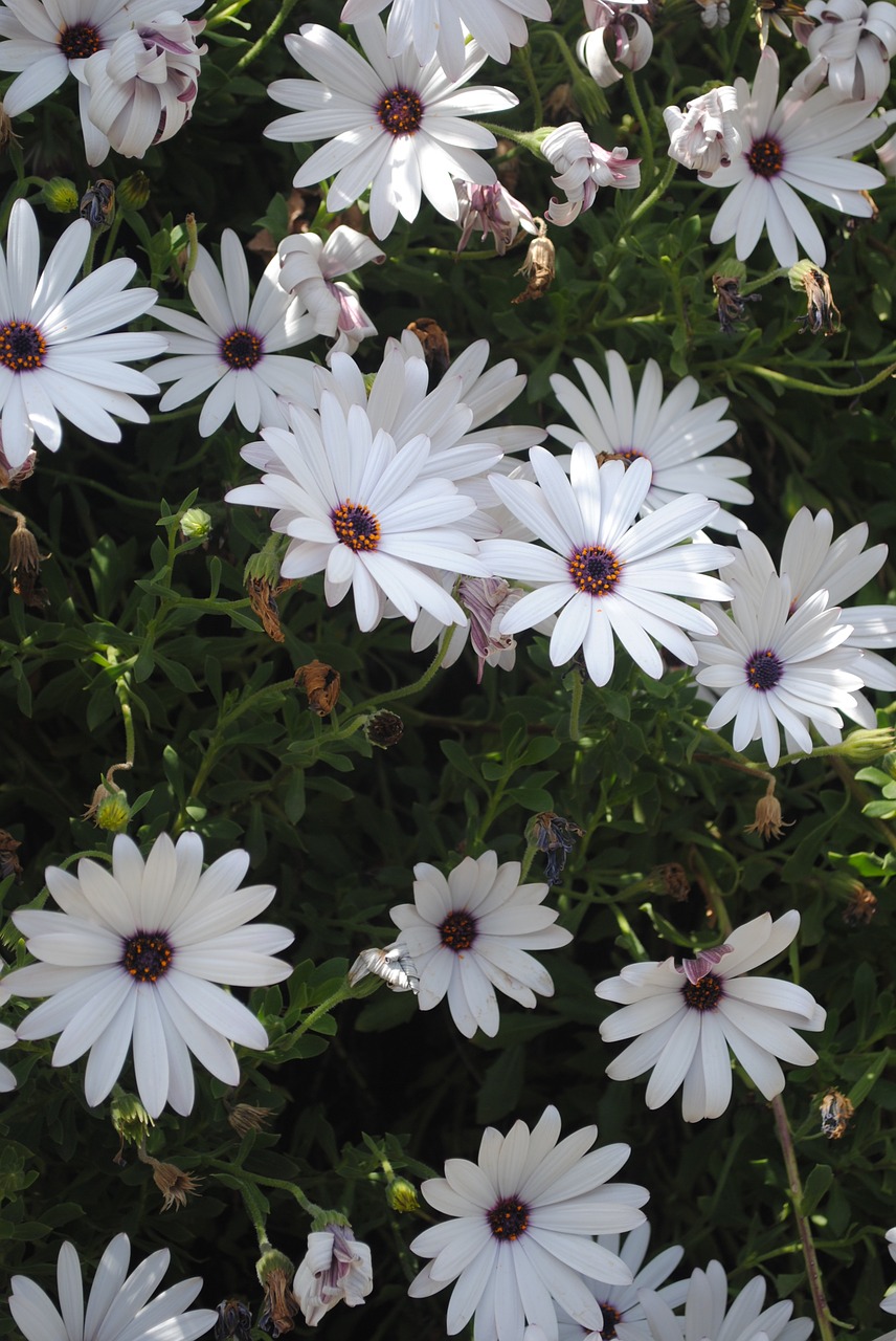 daisies white flowers free photo