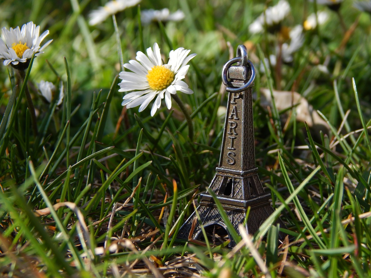 daisies spring grass free photo