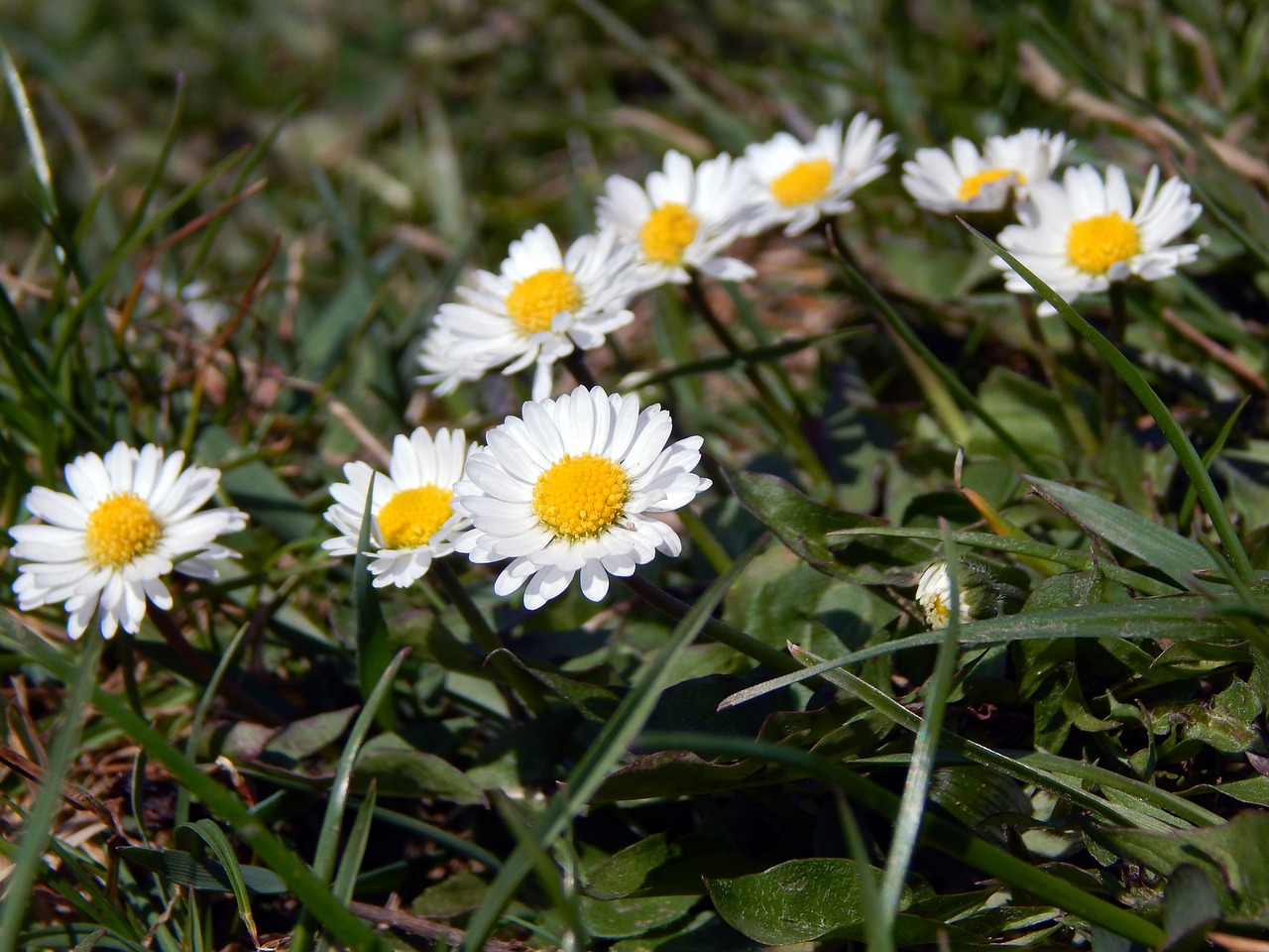 daisies flowers spring free photo