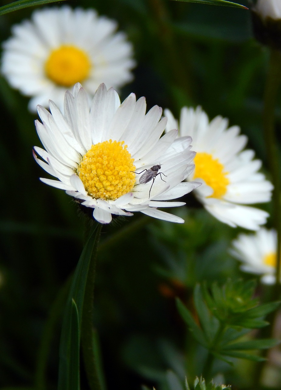 daisies flowers yellow free photo