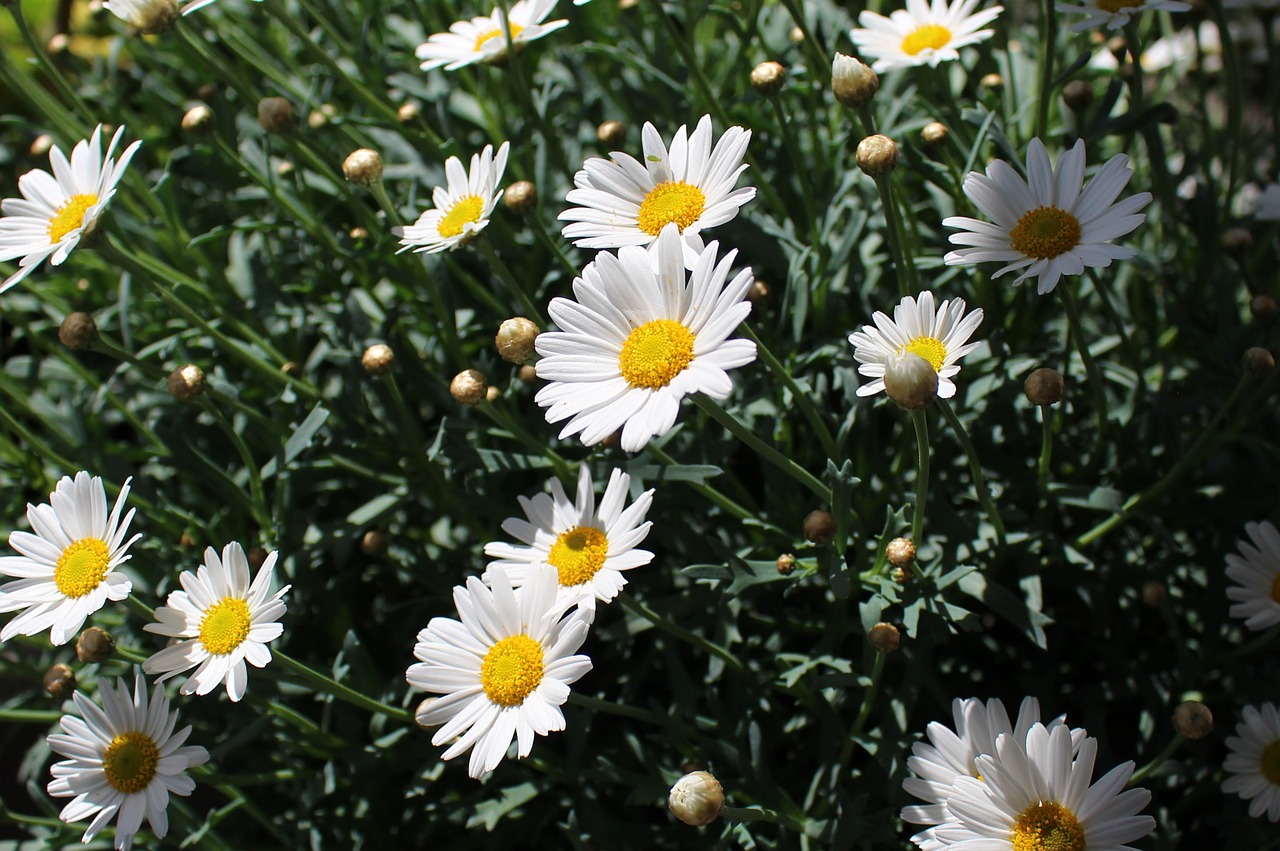 daisies flowers blossomed free photo