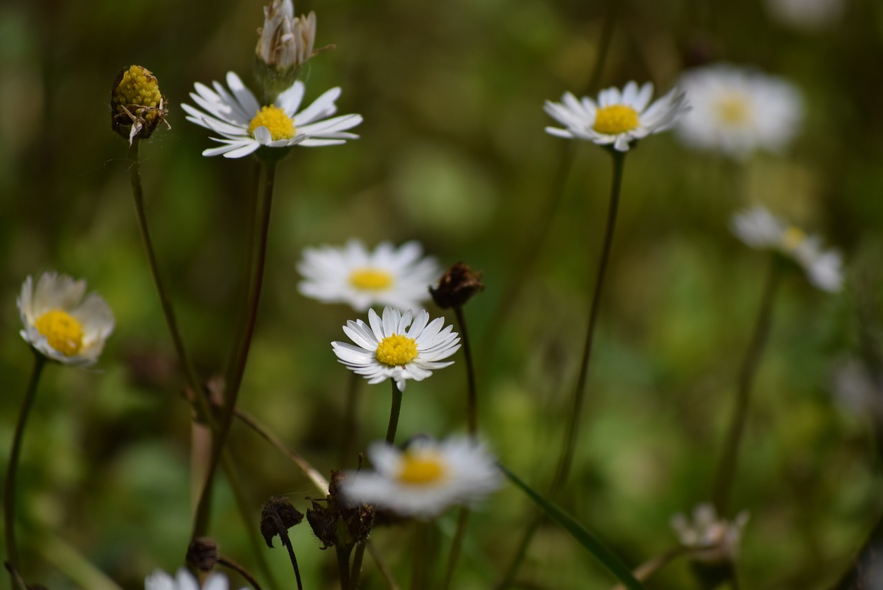 daisies spring prato free photo