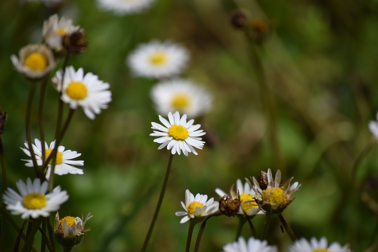 daisies spring prato free photo