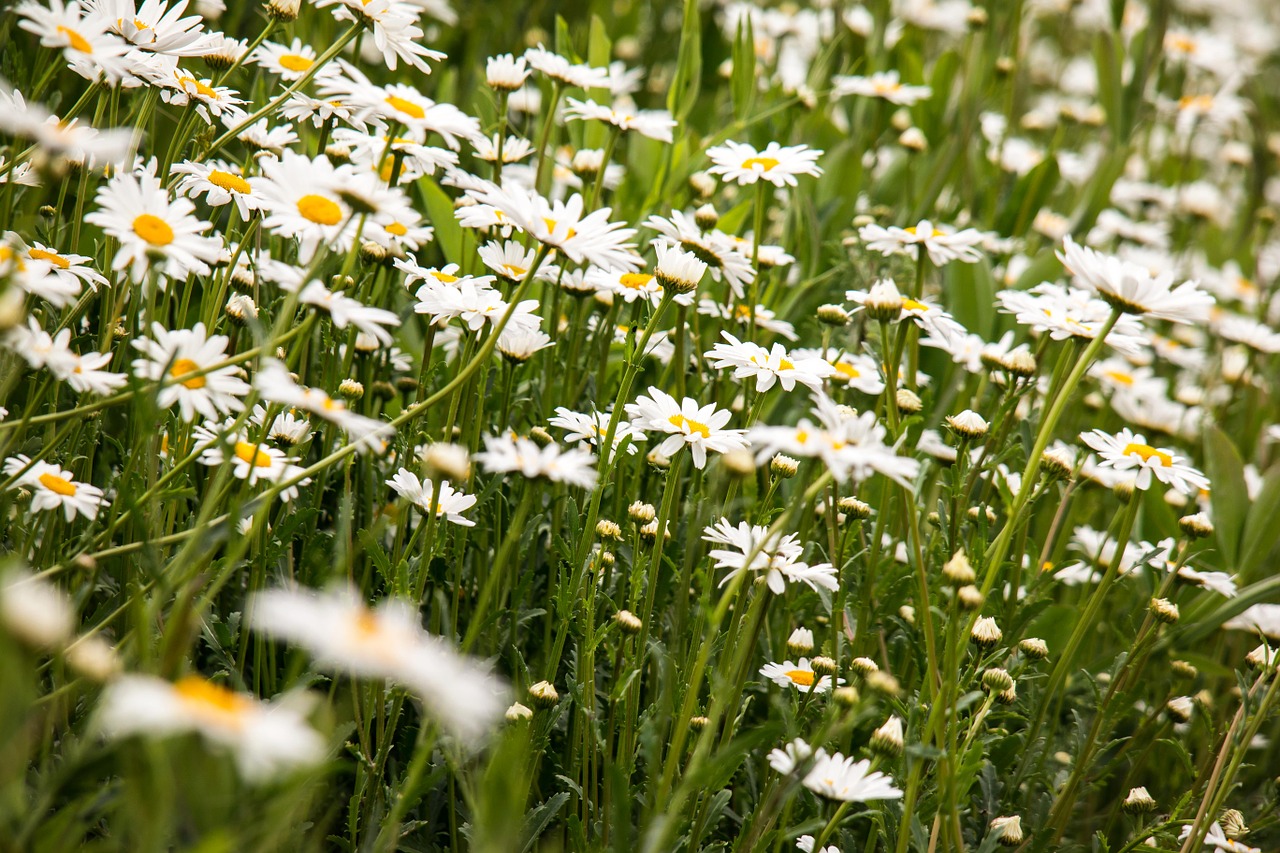 daisies meadow white free photo