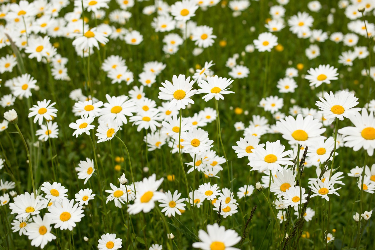 daisies meadow white free photo
