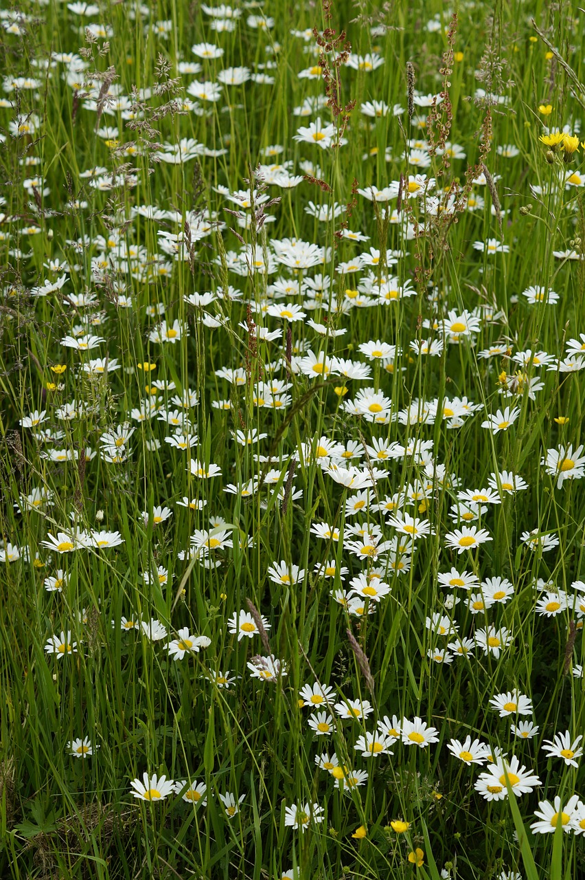 daisies meadow summer meadow free photo