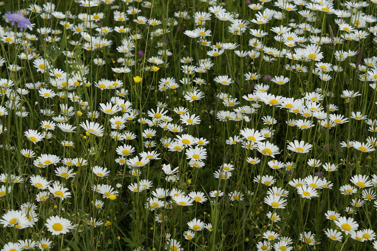daisies meadow summer meadow free photo