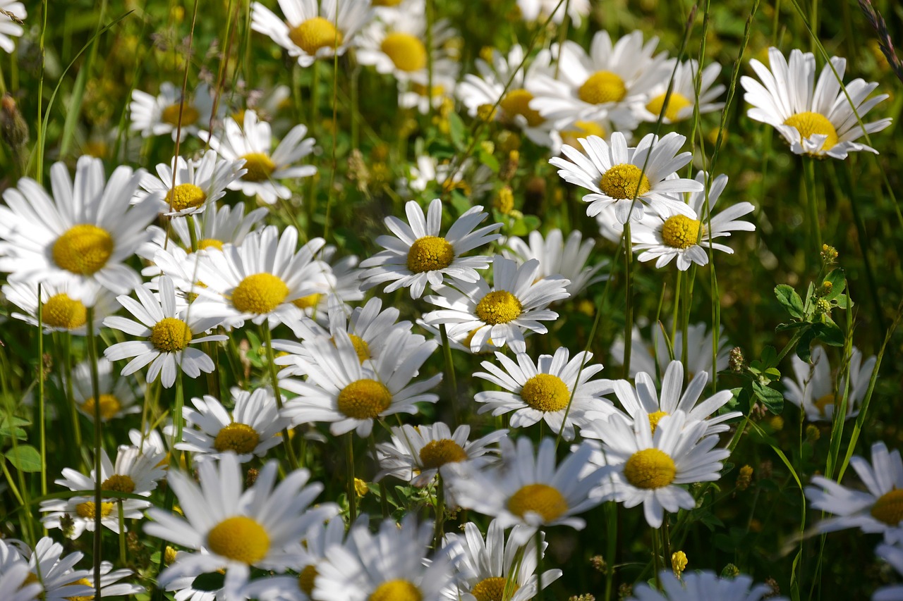 daisies flower bloom free photo