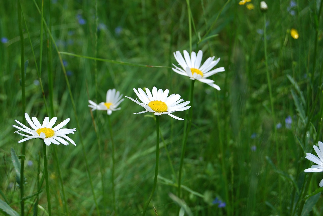 daisies flowers meadow free photo