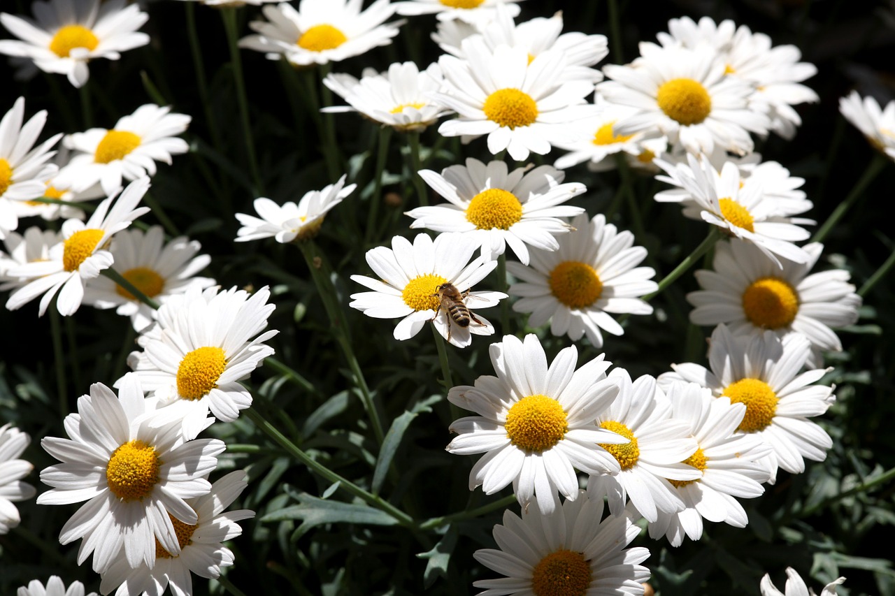 daisies bee summer free photo