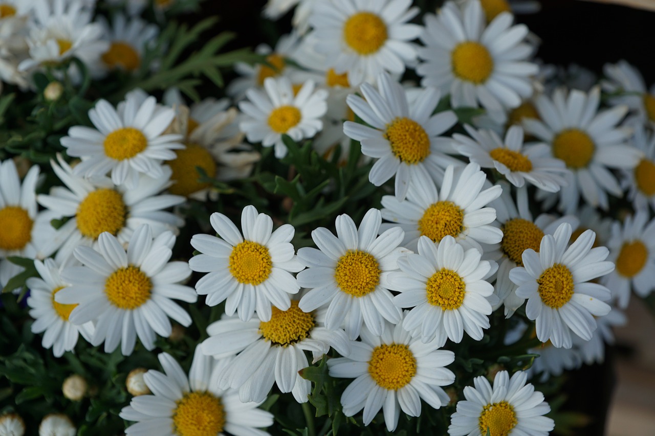 daisies flowers white free photo