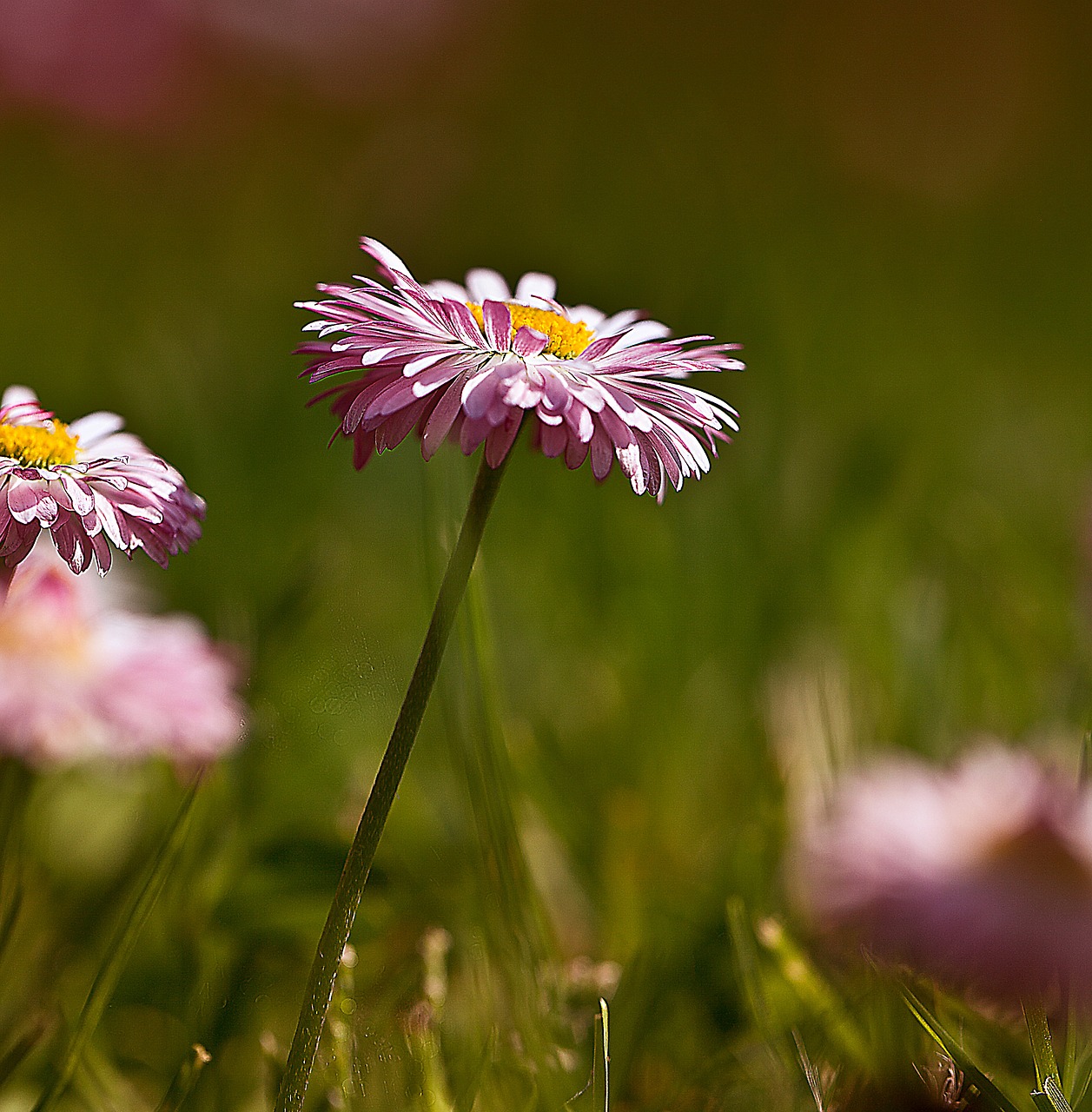 daisies flowers flowers wildflowers free photo