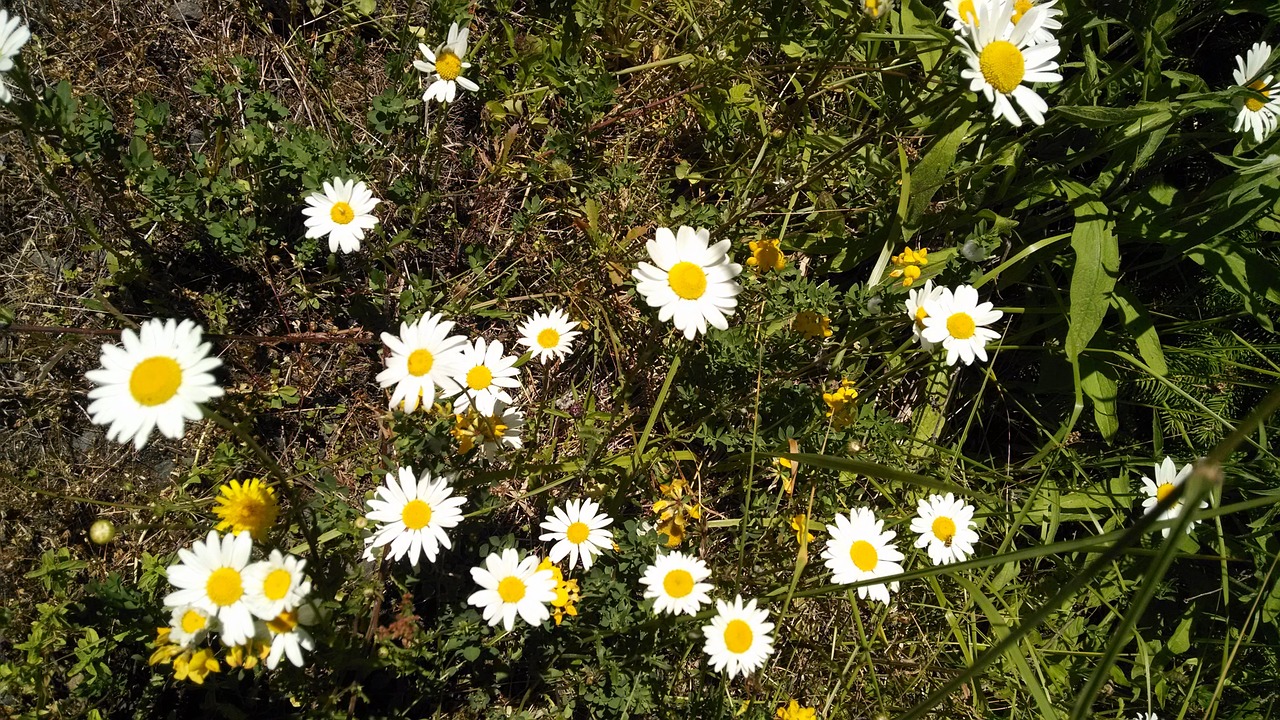 daisies flowers green free photo