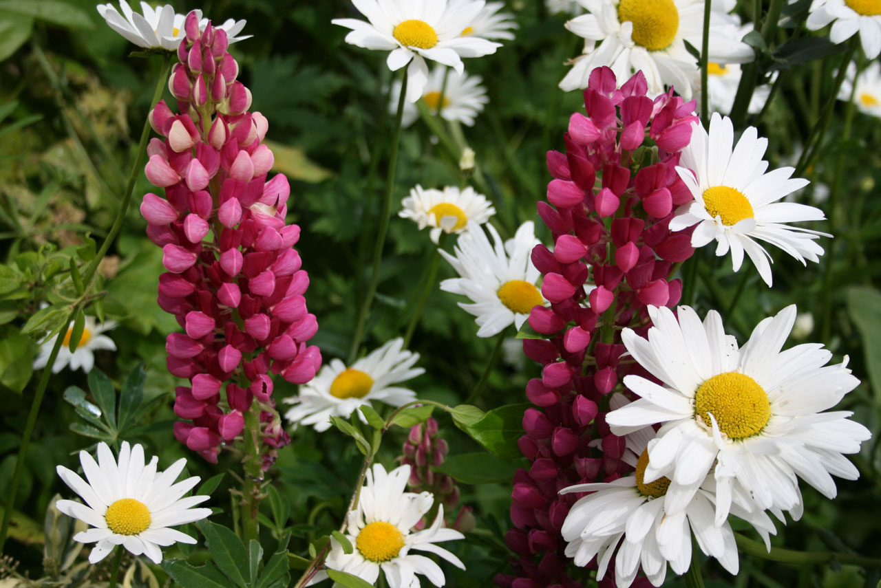 daisies lupins colourful free photo