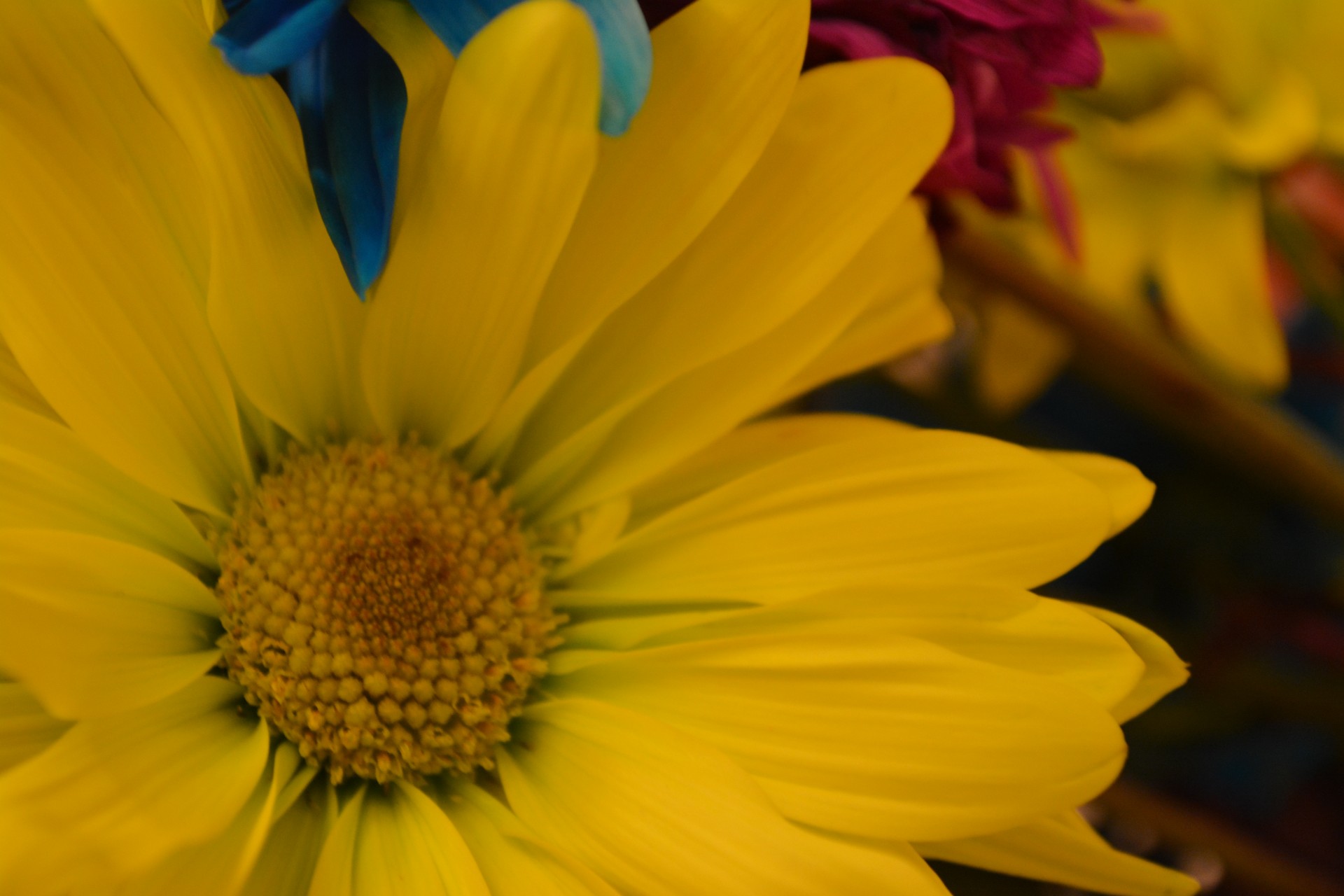 daisies macro flower free photo